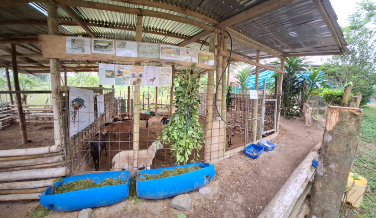 Área para Ovinos: Bienestar Animal en los animales